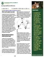 Ecological effects of wolves