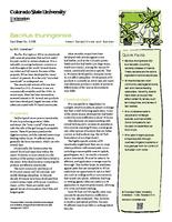 Bacillus thuringiensis