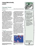Canada thistle