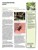 Billbugs and white grubs