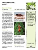 Boxelder bugs