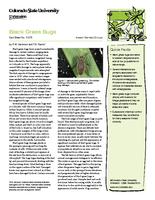 Black grass bugs