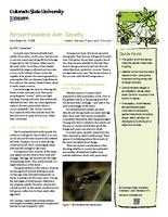 Brownheaded ash sawfly