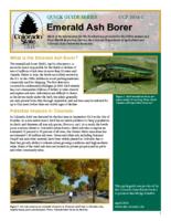 Emerald ash borer