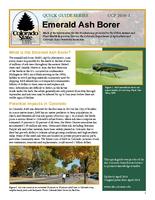 Emerald ash borer