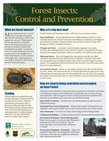 Forest insects, control and prevention