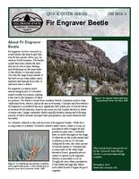 Fir engraver beetle