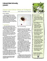 Clover and other mites of turfgrass