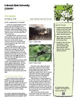 Cicadas