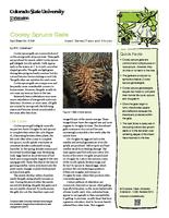 Cooley spruce galls