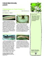 Caterpillars on field crops. III