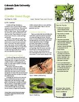 Conifer seed bugs