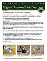 Plague in Gunnison's prairie dogs