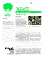 Dwarf mistletoe management