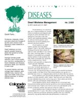 Dwarf mistletoe management
