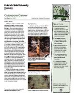 Cytospora canker