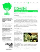 Diseases of roses in Colorado