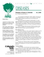 Diseases of roses in Colorado