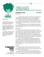 Cytospora canker