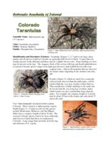 Colorado arachnids of interest