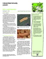 Elm leaf beetles