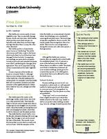 Flea beetles