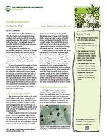 Flea beetles