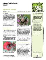 Japanese beetle