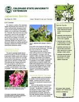Japanese beetle
