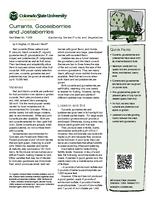 Currants, gooseberries, and jostaberries