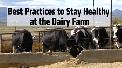 Best practices to stay healthy at the dairy farm