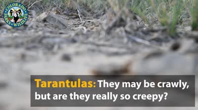 Tarantulas : they may be crawly, but are they really so creepy?