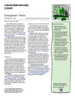 Evergreen trees