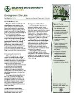 Evergreen shrubs