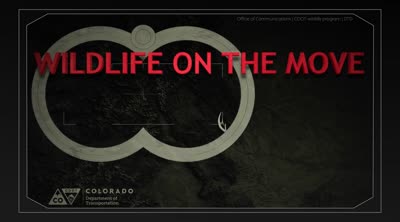 Wildlife on the move