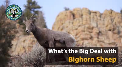 What's the big deal with bighorn sheep?