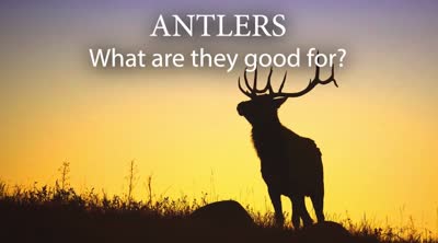 Antlers, what are they good for?