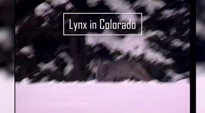 Lynx in Colorado