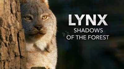 Lynx, shadows of the forest a film