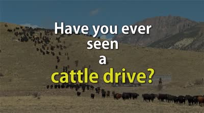 Have you ever seen a cattle drive?