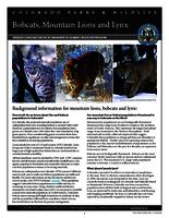 Bobcats, mountain lions, and lynx : frequently asked question on the management of Colorado's wild feline population