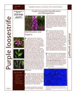 Purple loosestrife identification and management