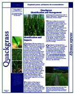 Quackgrass identification and management