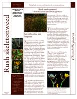 Rush skeletonweed identification and management