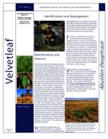 Velvetleaf