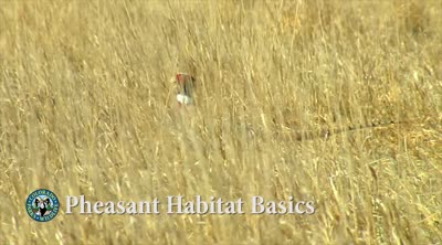 Pheasant habitat basics