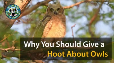 Why you should give a hoot about owls