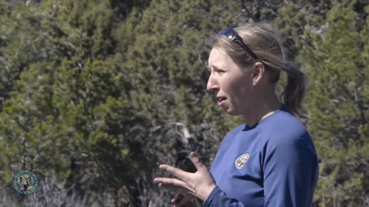 Durango bear research