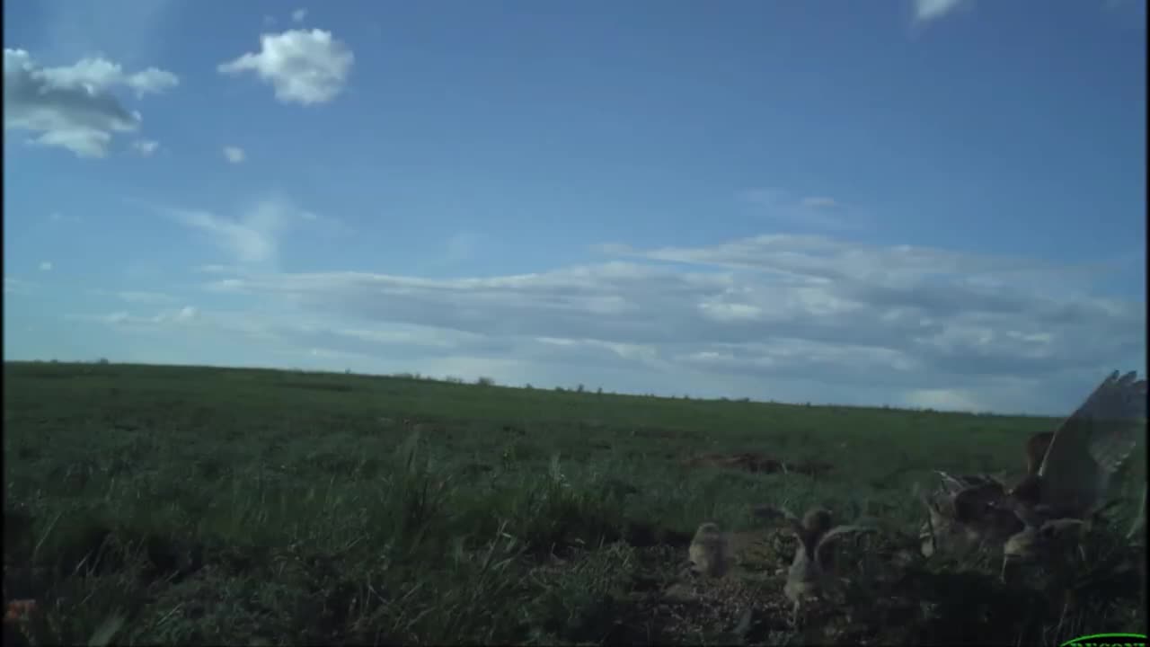 In May and June, CPW researchers set up trail-cams to monitor two burrowing owl nests in northeast Colorado