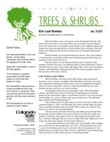 Elm leaf beetles
